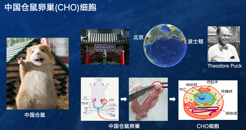 百年传奇!一只中国小仓鼠,是如何影响全球生物医药行业发展的?