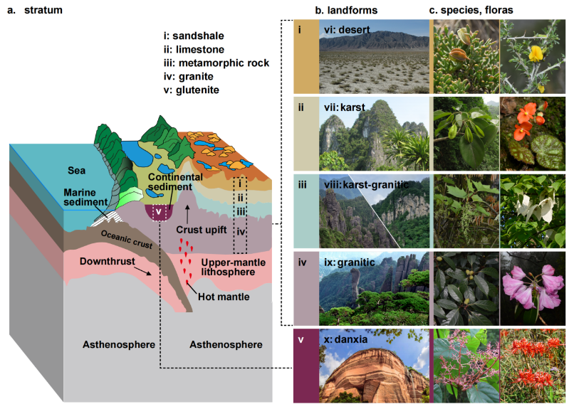科学家研究提出山地植物区系的演变框架