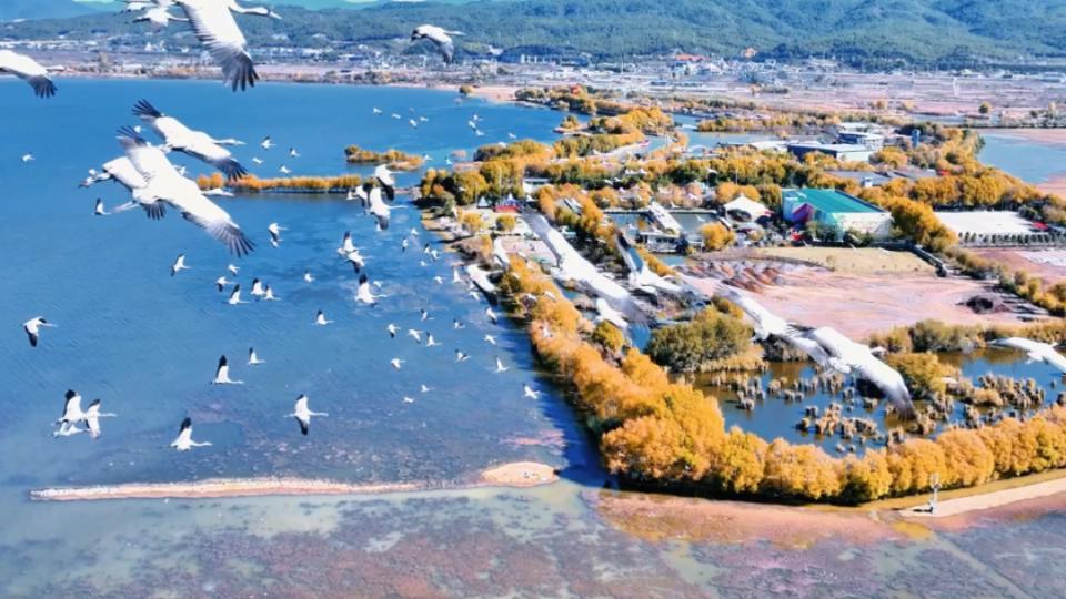 “与鹤齐飞”是什么体验?上百灰鹤在丽江拉市海翱翔(图1) “与鹤齐飞”是什么体验?上百灰鹤在丽江拉市海翱翔(图1)