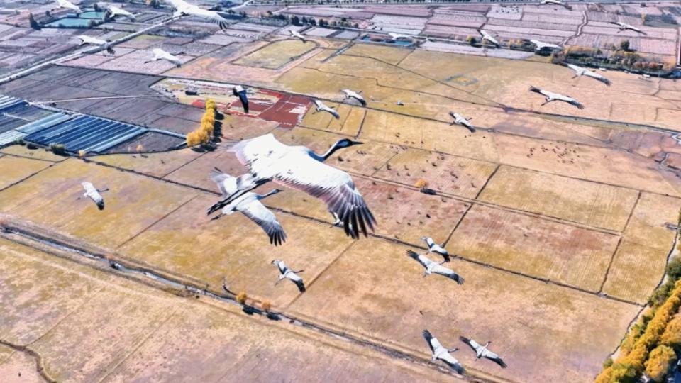 “与鹤齐飞”是什么体验?上百灰鹤在丽江拉市海翱翔(图2) “与鹤齐飞”是什么体验?上百灰鹤在丽江拉市海翱翔(图2)