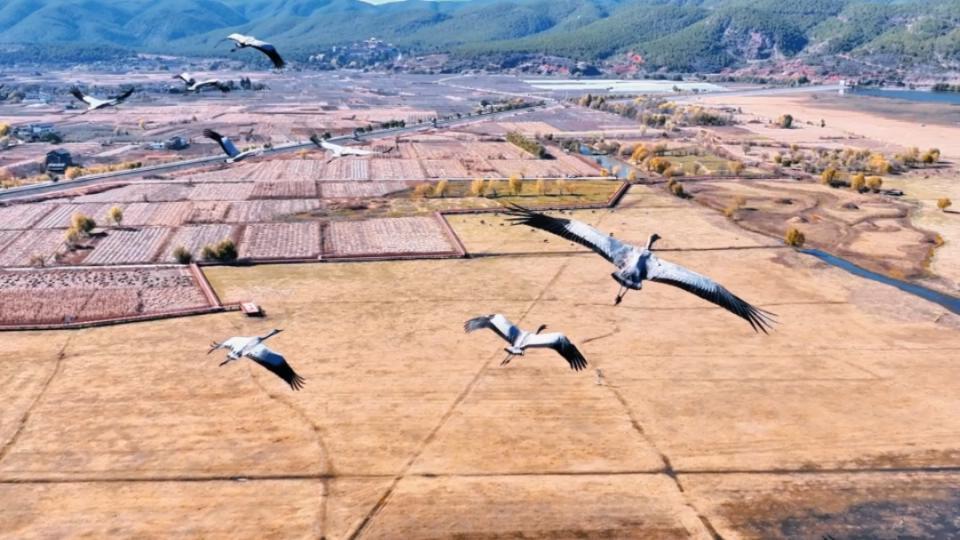 “与鹤齐飞”是什么体验?上百灰鹤在丽江拉市海翱翔(图5) “与鹤齐飞”是什么体验?上百灰鹤在丽江拉市海翱翔(图5)