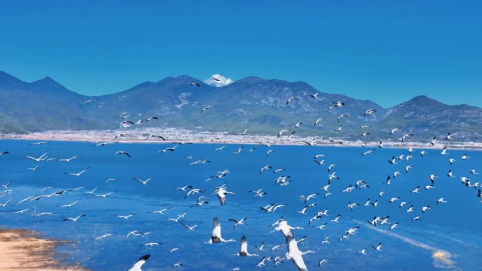 “与鹤齐飞”是什么体验?上百灰鹤在丽江拉市海翱翔(图3) “与鹤齐飞”是什么体验?上百灰鹤在丽江拉市海翱翔(图3)