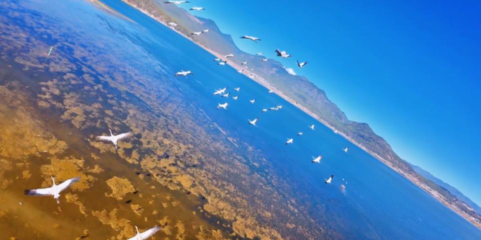 “与鹤齐飞”是什么体验?上百灰鹤在丽江拉市海翱翔(图4) “与鹤齐飞”是什么体验?上百灰鹤在丽江拉市海翱翔(图4)