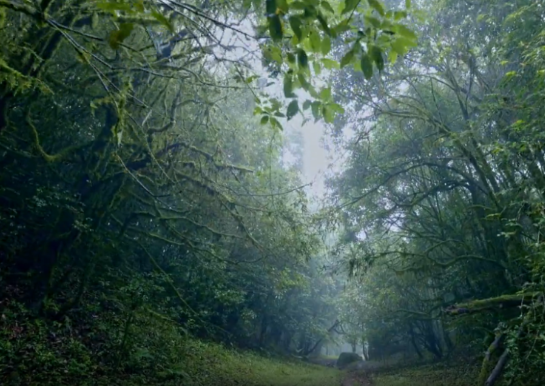 神秘“禁区”哀牢山地磁异常,夜晚释放大量二氧化碳,其实是……(图1) 神秘“禁区”哀牢山地磁异常,夜晚释放大量二氧化碳,其实是……(图1)