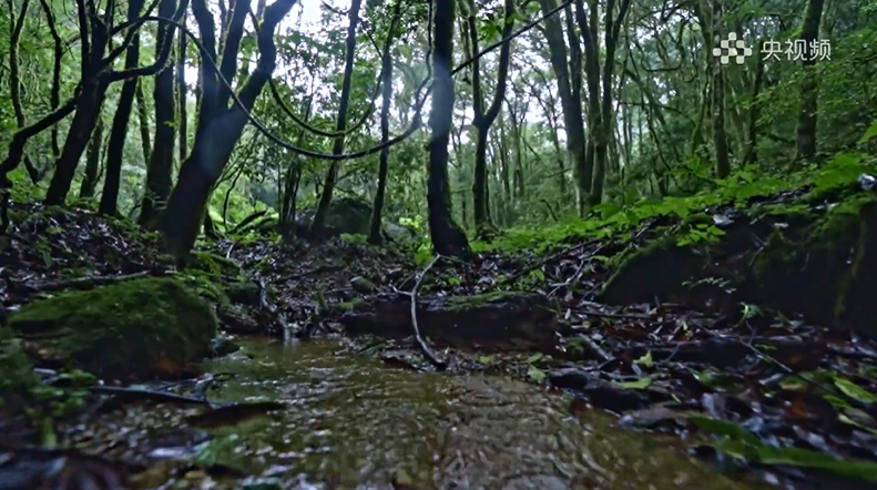 神秘“禁区”哀牢山地磁异常,夜晚释放大量二氧化碳,其实是……(图2) 神秘“禁区”哀牢山地磁异常,夜晚释放大量二氧化碳,其实是……(图2)