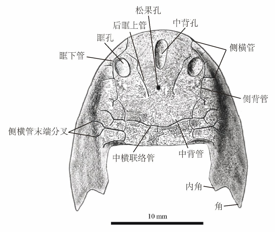 又一古鱼化石被发现 重庆,你还是太全面了!(图1) 又一古鱼化石被发现 重庆,你还是太全面了!(图1)