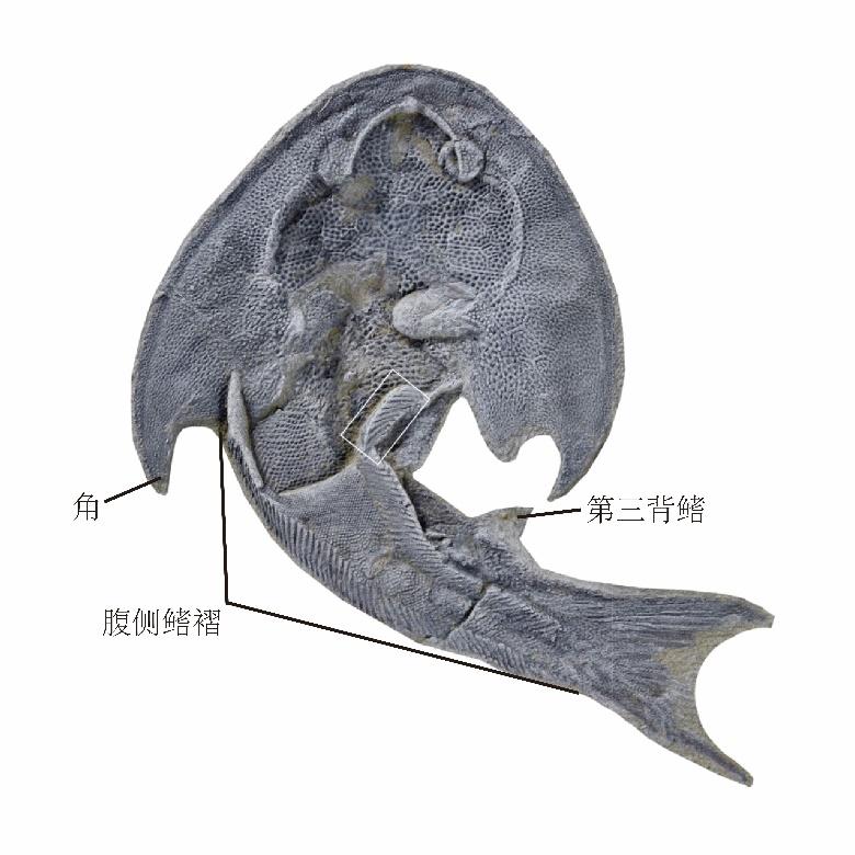 又一古鱼化石被发现 重庆,你还是太全面了!(图2) 又一古鱼化石被发现 重庆,你还是太全面了!(图2)