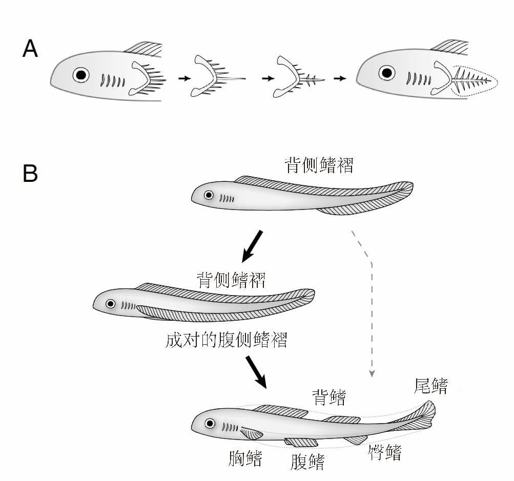 又一古鱼化石被发现 重庆,你还是太全面了!(图3) 又一古鱼化石被发现 重庆,你还是太全面了!(图3)