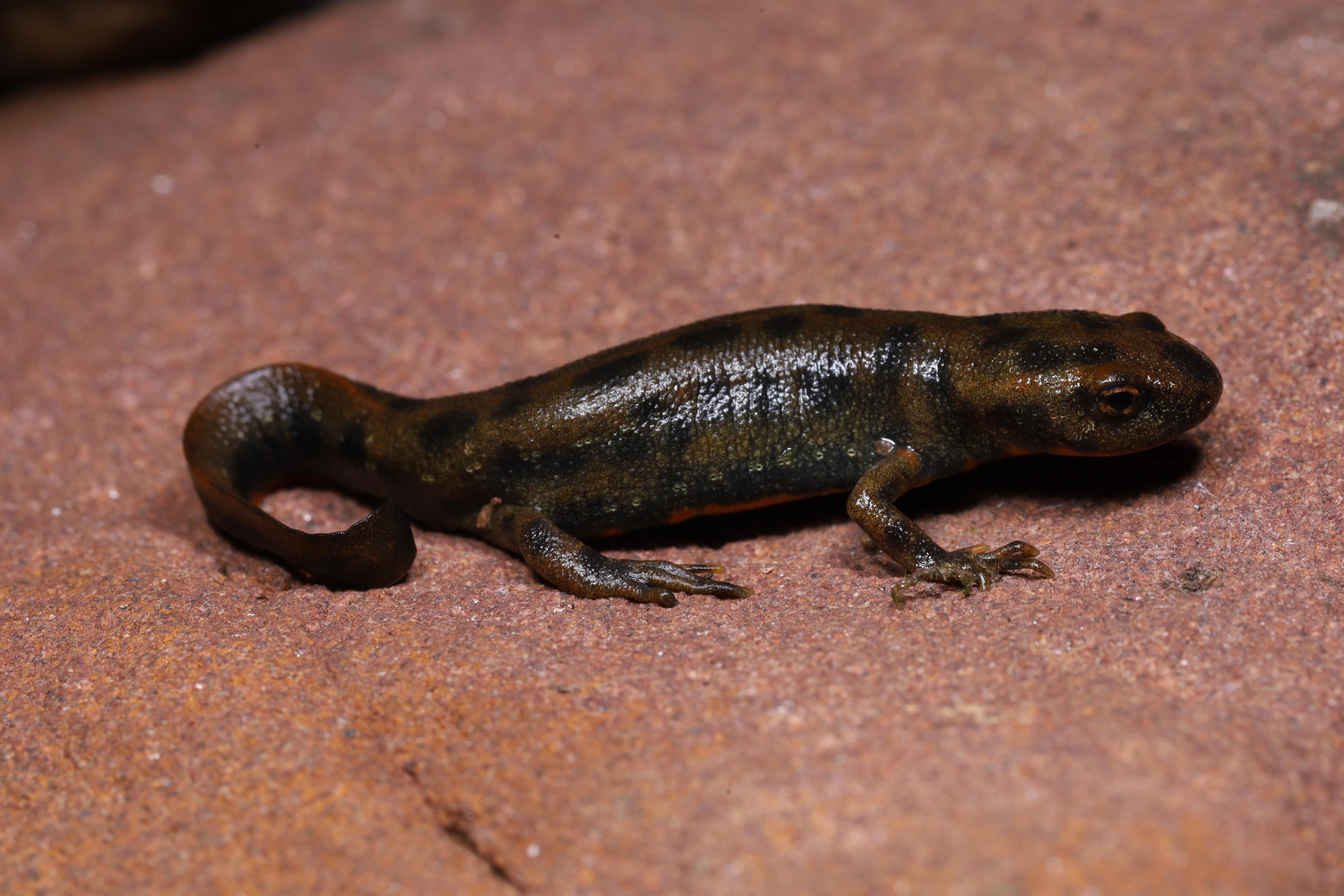 安徽师范大学科考团队发现脊椎动物新物种“黄岗山蝾螈”(图1) 安徽师范大学科考团队发现脊椎动物新物种“黄岗山蝾螈”(图1)