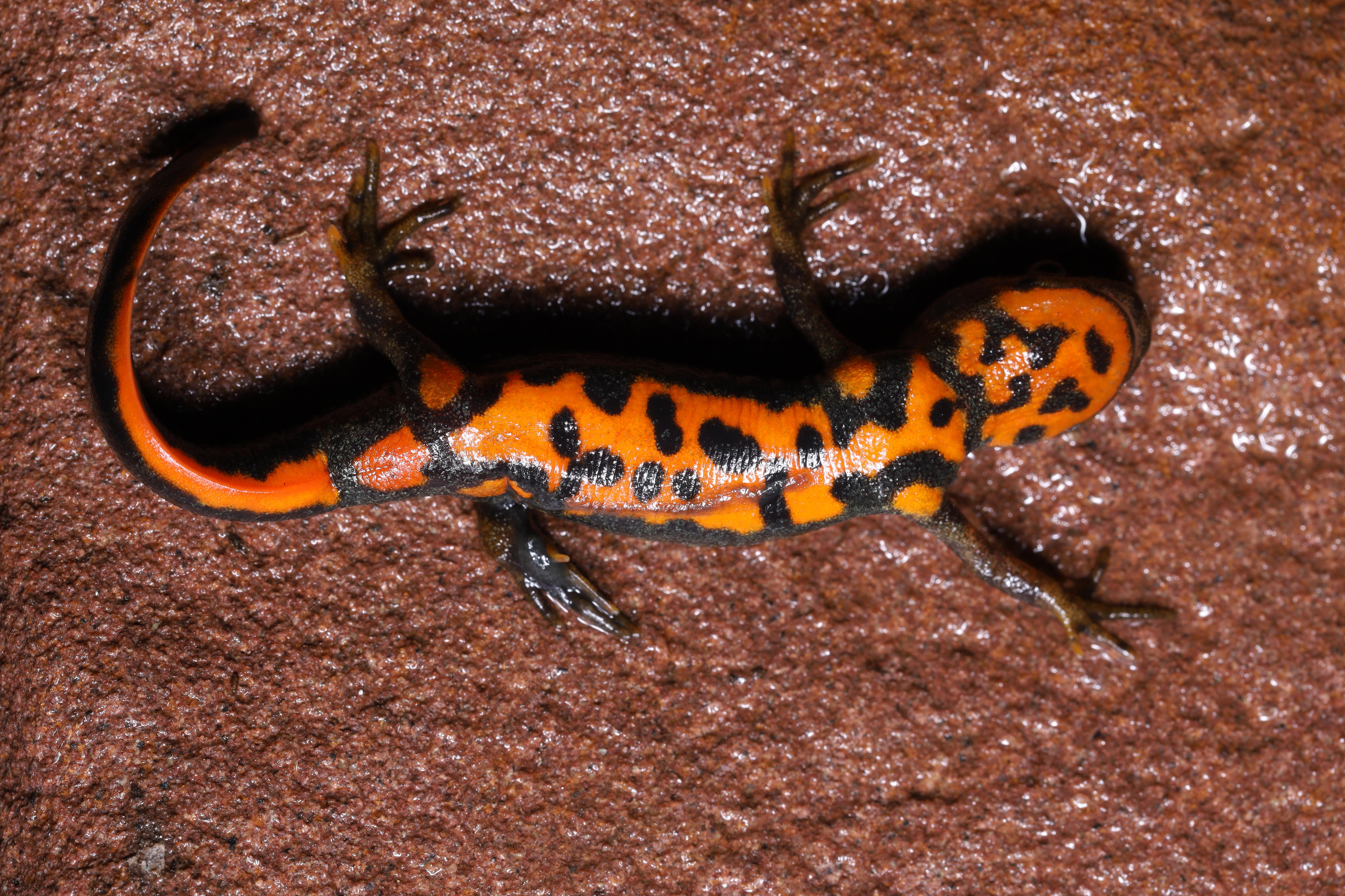 安徽师范大学科考团队发现脊椎动物新物种“黄岗山蝾螈”(图2) 安徽师范大学科考团队发现脊椎动物新物种“黄岗山蝾螈”(图2)