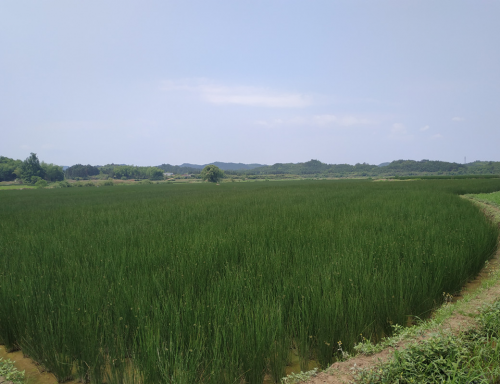 中药材赋能乡村振兴,扬子江药业集团荣获2023人民企业社会责任大奖(图2) 中药材赋能乡村振兴,扬子江药业集团荣获2023人民企业社会责任大奖(图2)