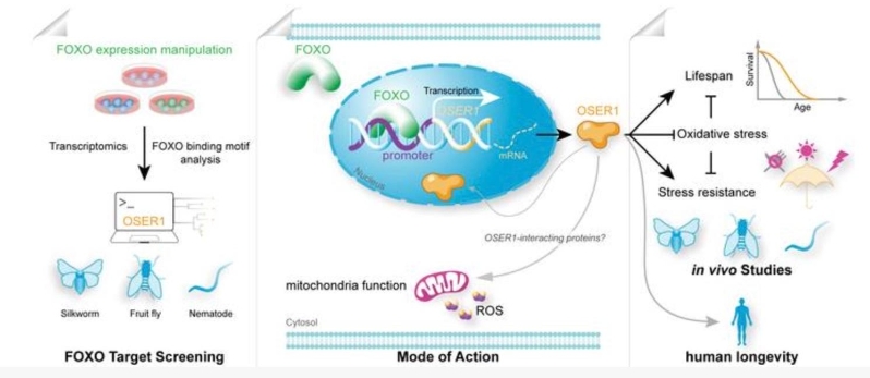 西南大学家蚕团队发现长寿新基因OSER1.jpg 西南大学家蚕团队发现长寿新基因OSER1(图1)