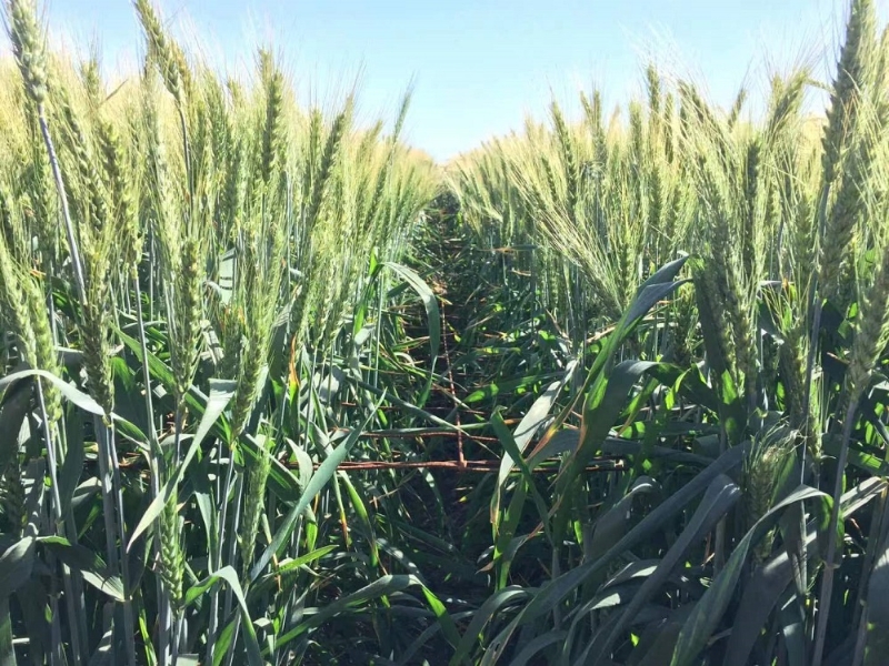 气候变化催生创新性的小麦育种策略(图1)