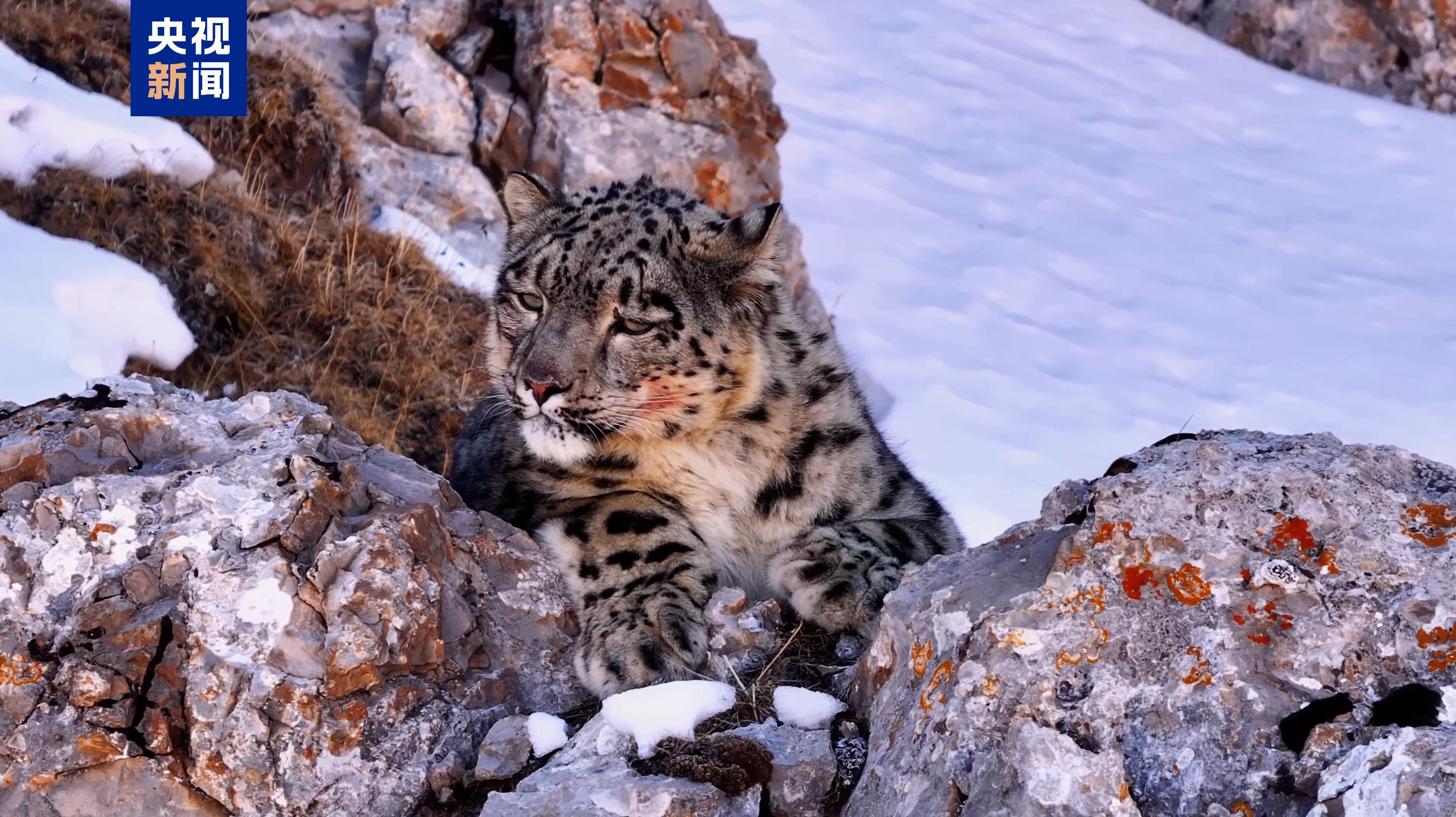 种群数量达1200只 世界雪豹日到青海看“雪山之王”(图1)