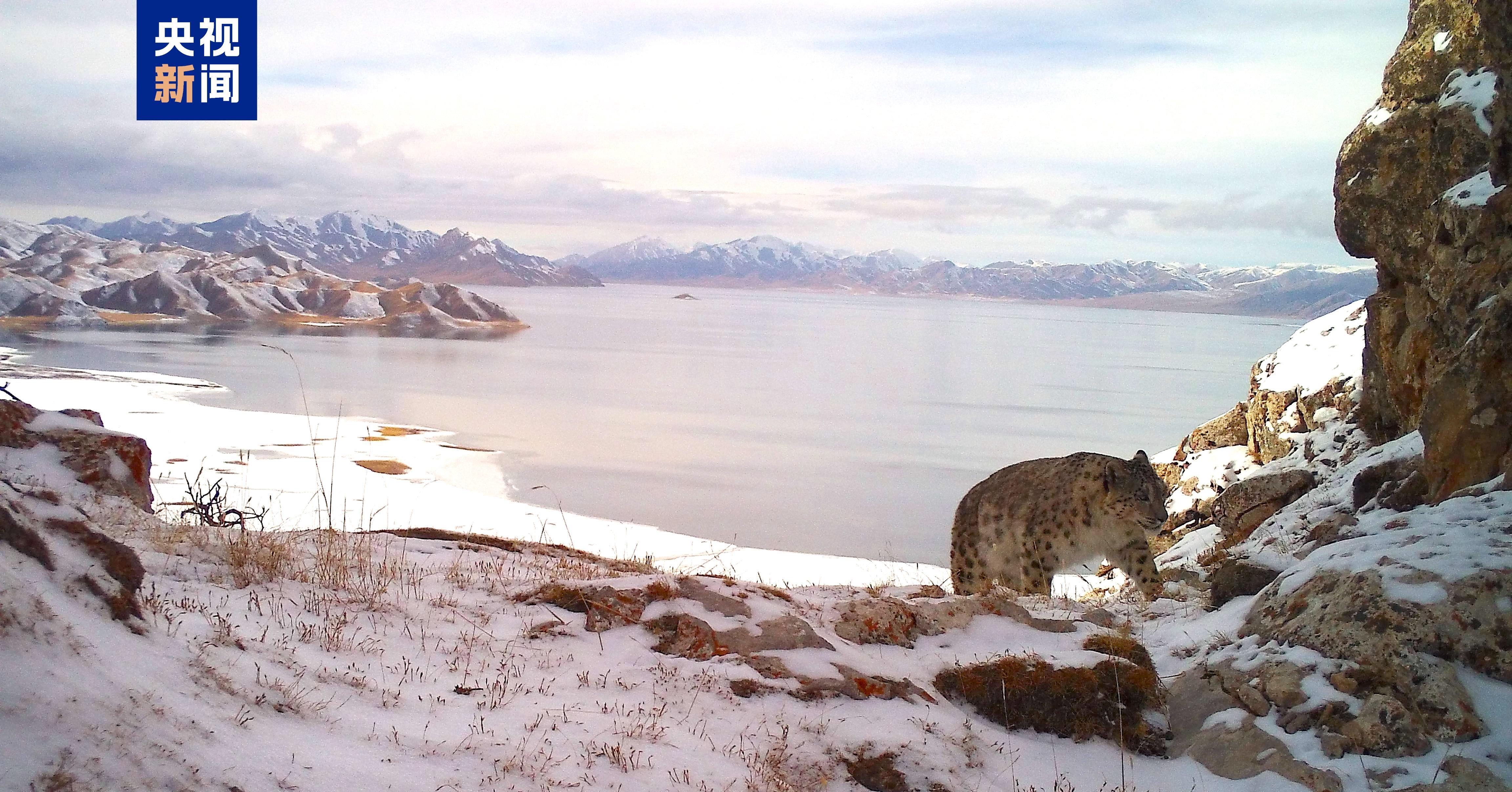 种群数量达1200只 世界雪豹日到青海看“雪山之王”(图3)