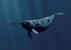 《山海经》的“独角兽”，居然是北极海域的“原住民”？(图4)