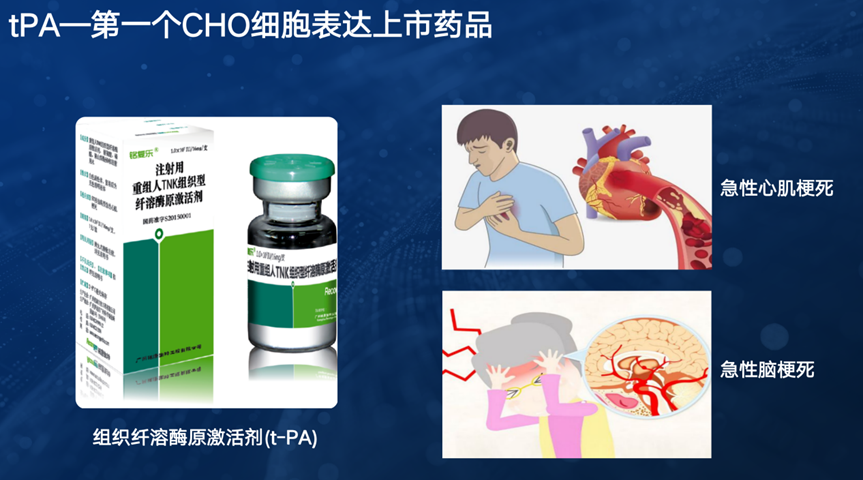 百年传奇！一只中国小仓鼠，是如何影响全球生物医药行业发展的？(图2)