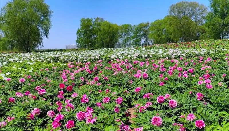 1711099456576082.jpg 第六届济宁太白湖牡丹节盛大开幕(图3)