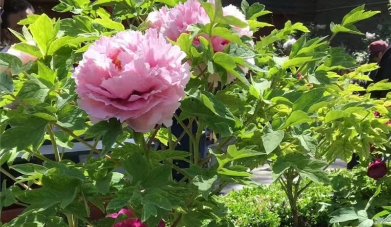 1711100139411084.jpg 第六届济宁太白湖牡丹节盛大开幕(图6)